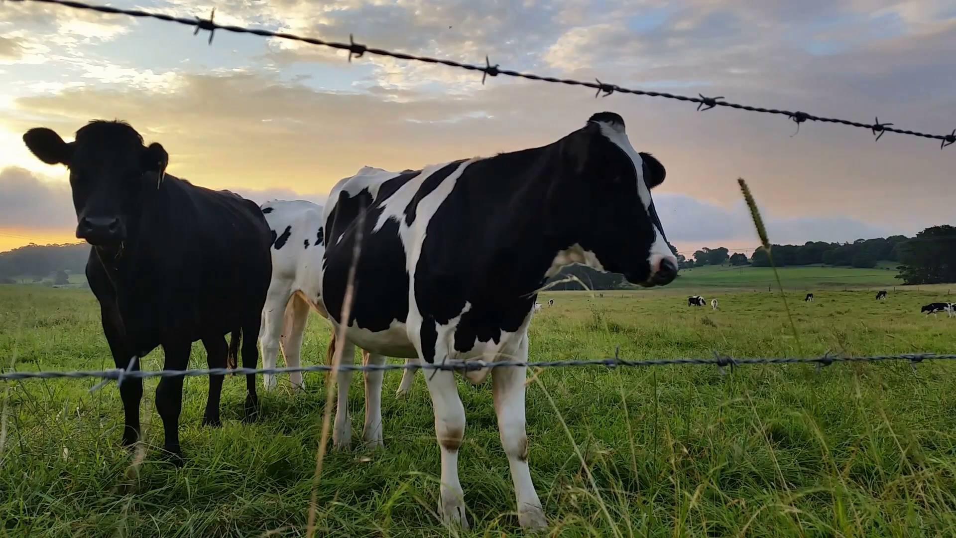 SE: estado ganha comitê do AgroNordeste e bovinocultura de leite é prioridade