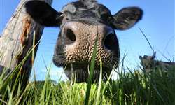 NUL: Como utilizar essa ferramenta para melhorar a formulação de dietas das vacas?