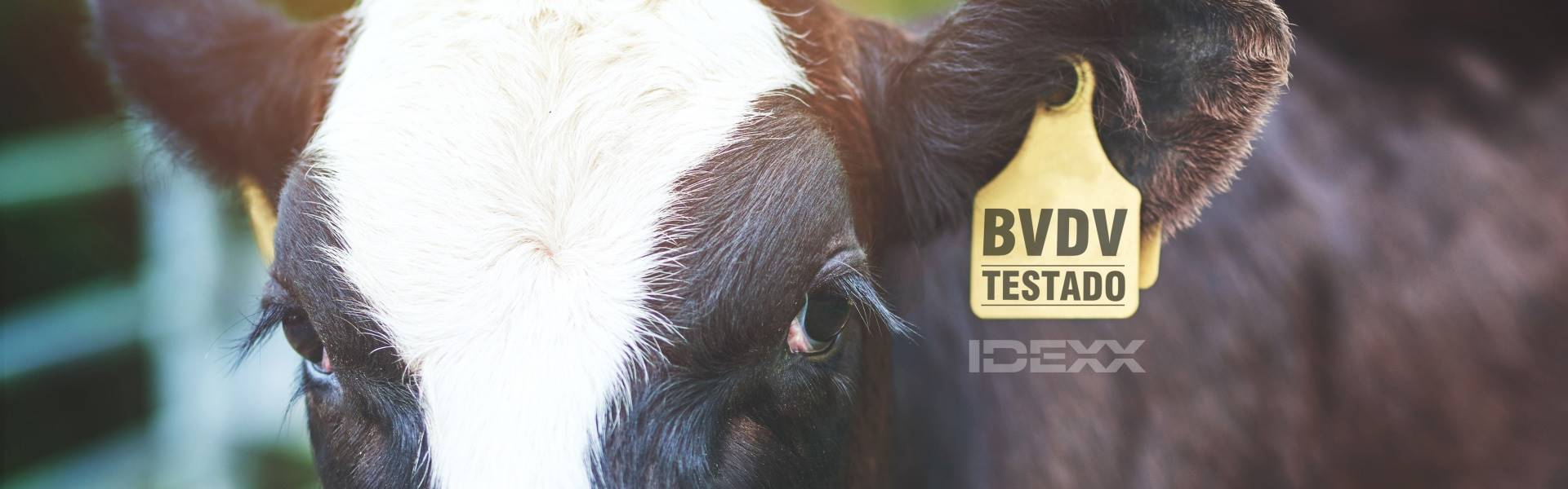A diarreia viral bovina (BVDV) e os animais persistentemente infectados (PI)
