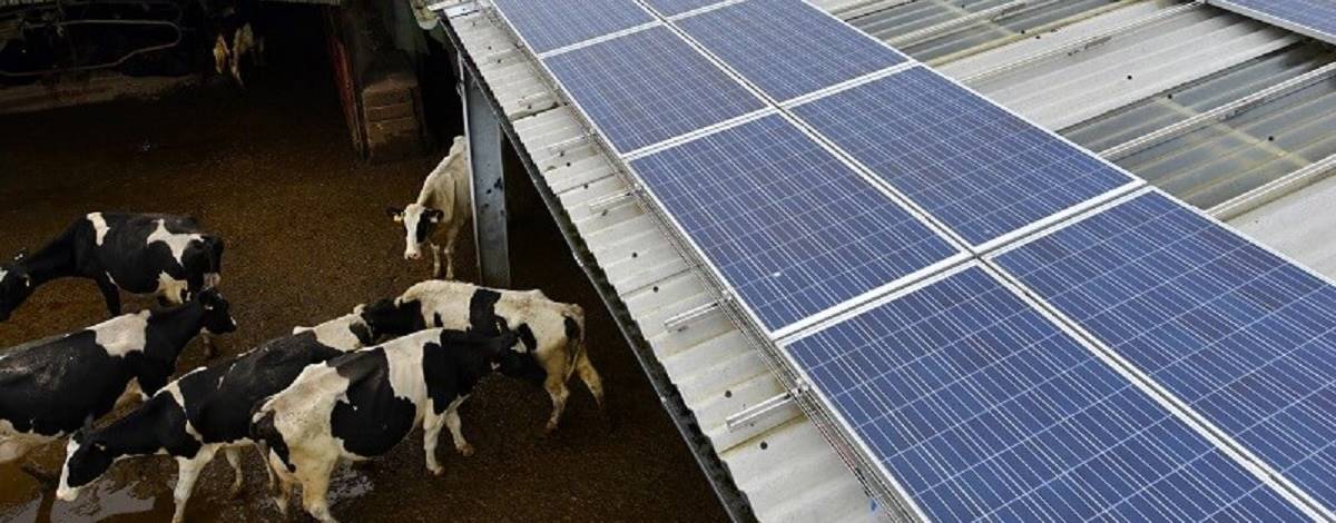CNA debate impactos da cobrança da energia solar na pecuária de leite