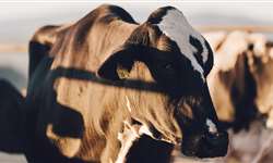 O verão se aproxima: estratégias para melhorar o desempenho reprodutivo de vacas em estresse térmico