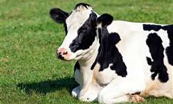Por que é importante garantir o conforto das vacas ao deitar?