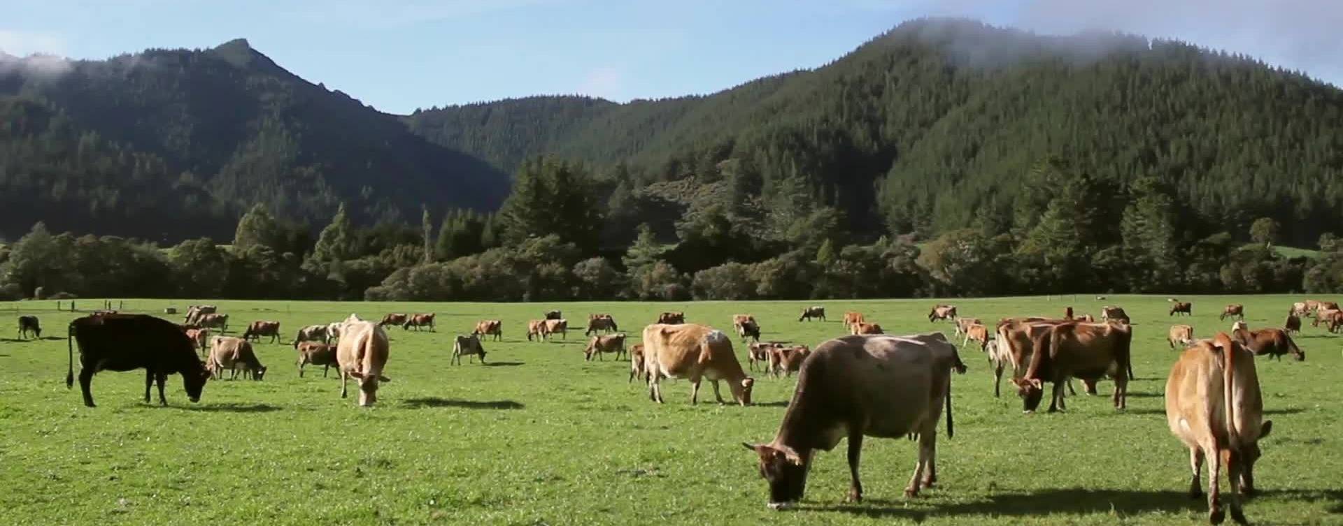NZ: novas regras de bem-estar animal entram em vigor