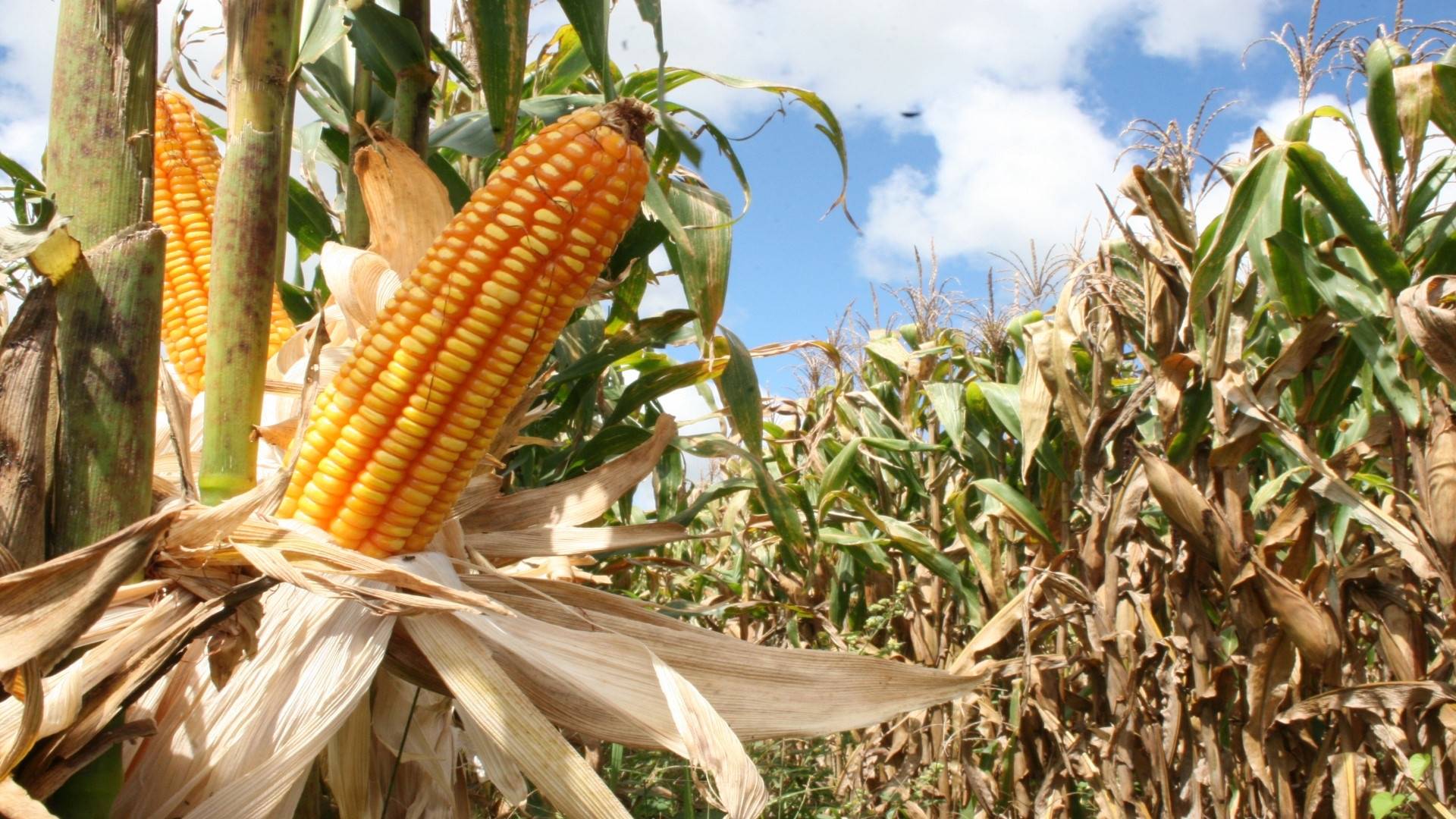 Preço impulsiona cultivo de milho 'safrinha' no país