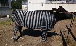 Vacas com listras de "zebras" e outras alternativas para controle de insetos na produção