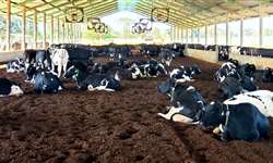 Estresse térmico: quais os impactos causados na produção leiteira e a importância do monitoramento