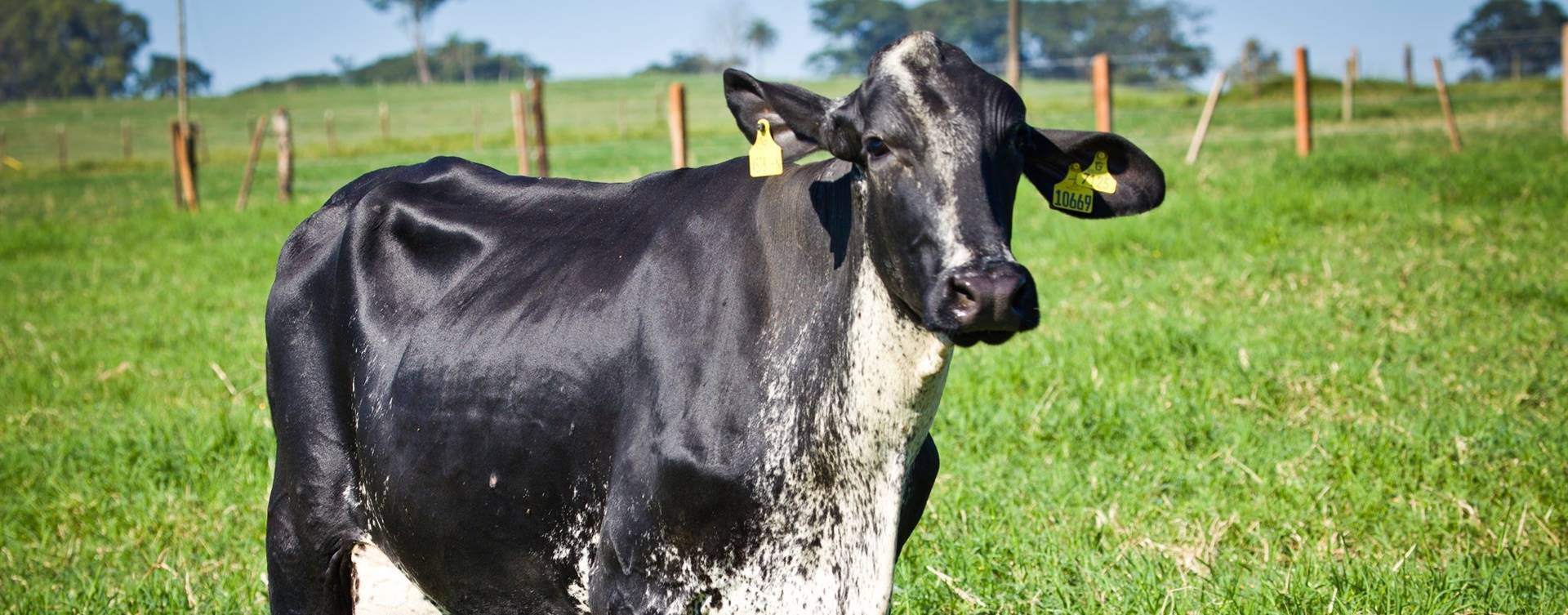 Fazenda Angolinha conquista 1° lugar no Padrão de Qualidade do Laticínio Verde Campo
