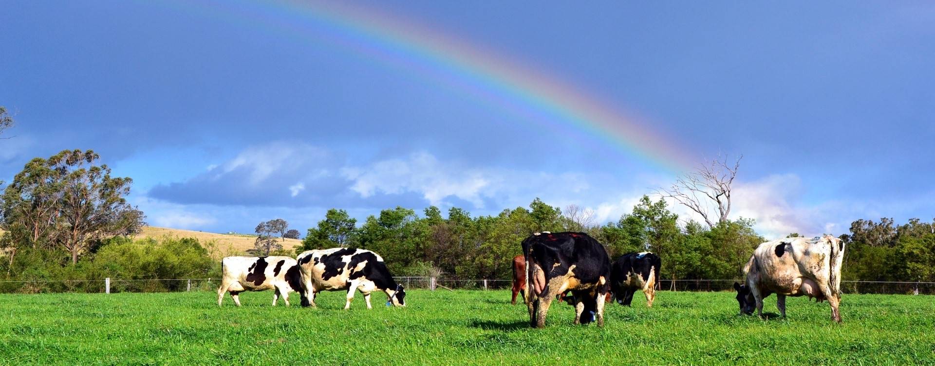 Finlândia: Arla cria aplicativo de Inteligência Artificial voltado para bem-estar animal
