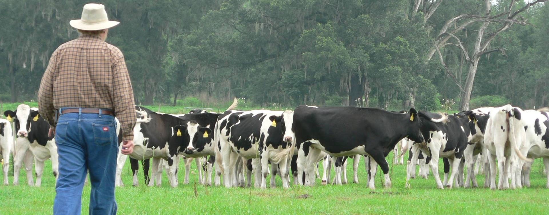 Dia Nacional do Produtor de Leite é criado