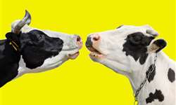 As vacas falam? Confira essa pesquisa realizada na Austrália