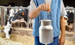 10 maneiras de melhorar o desempenho no início da lactação e o pico de produção de leite