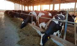 PR: em maior ou menor quantidade, todos os 399 municípios do Paraná produzem leite