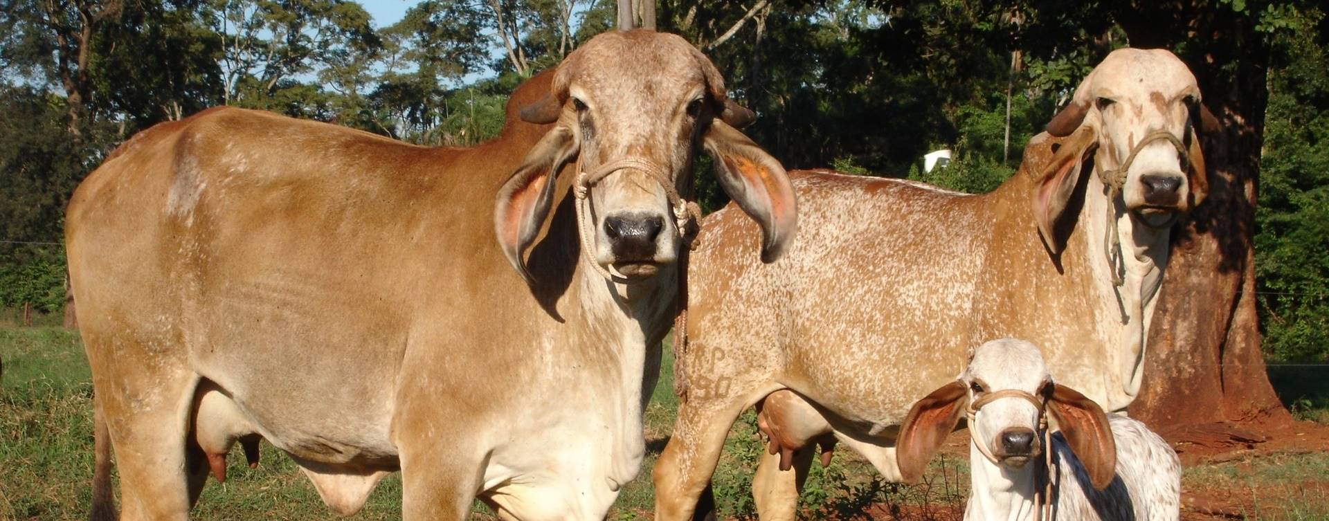 Índia avalia comprar material genético melhorado de raças zebuínas do Brasil
