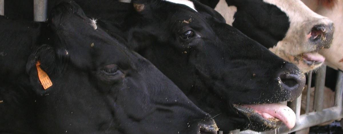 SC: forte calor traz prejuízos para produtores rurais no Oeste