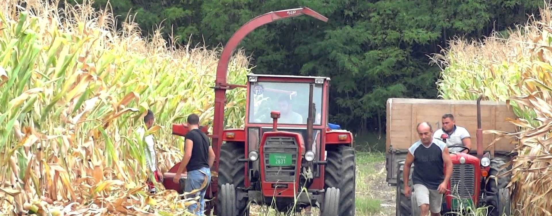 Conab: produção de grãos pode alcançar novo recorde com 248 milhões de toneladas