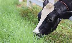 Hematúria enzoótica: o que você precisa saber sobre intoxicação de bovinos por samambaia