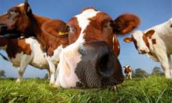 Vacas a pasto produzem mais gordura no leite?
