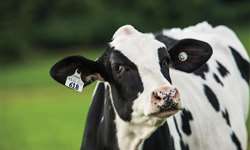 Biosseguridade em fazenda leiteira