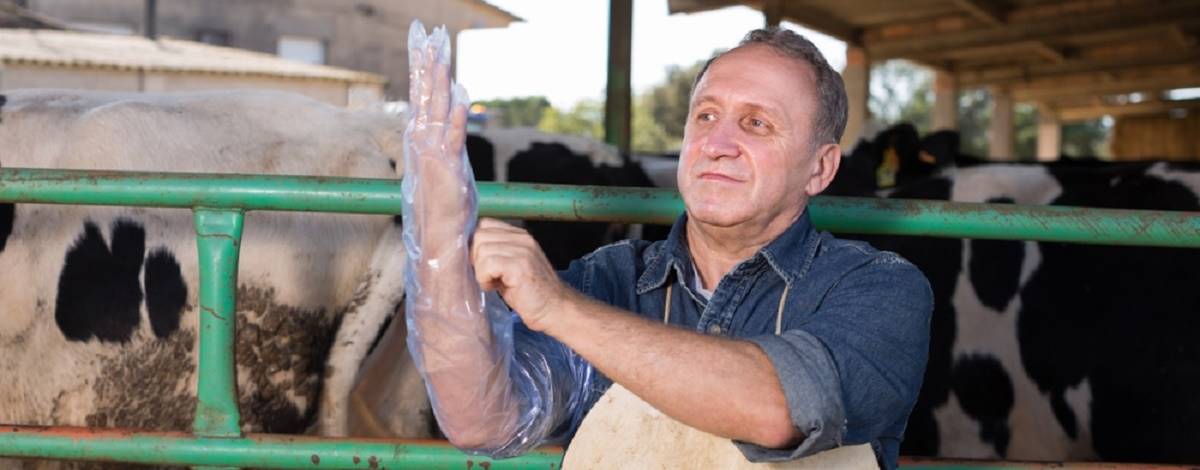 Saber que a vaca está vazia é mais importante do que saber que ela está gestante