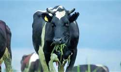 EUA: pesquisadores estudam impacto ambiental positivo de vacas leiteiras
