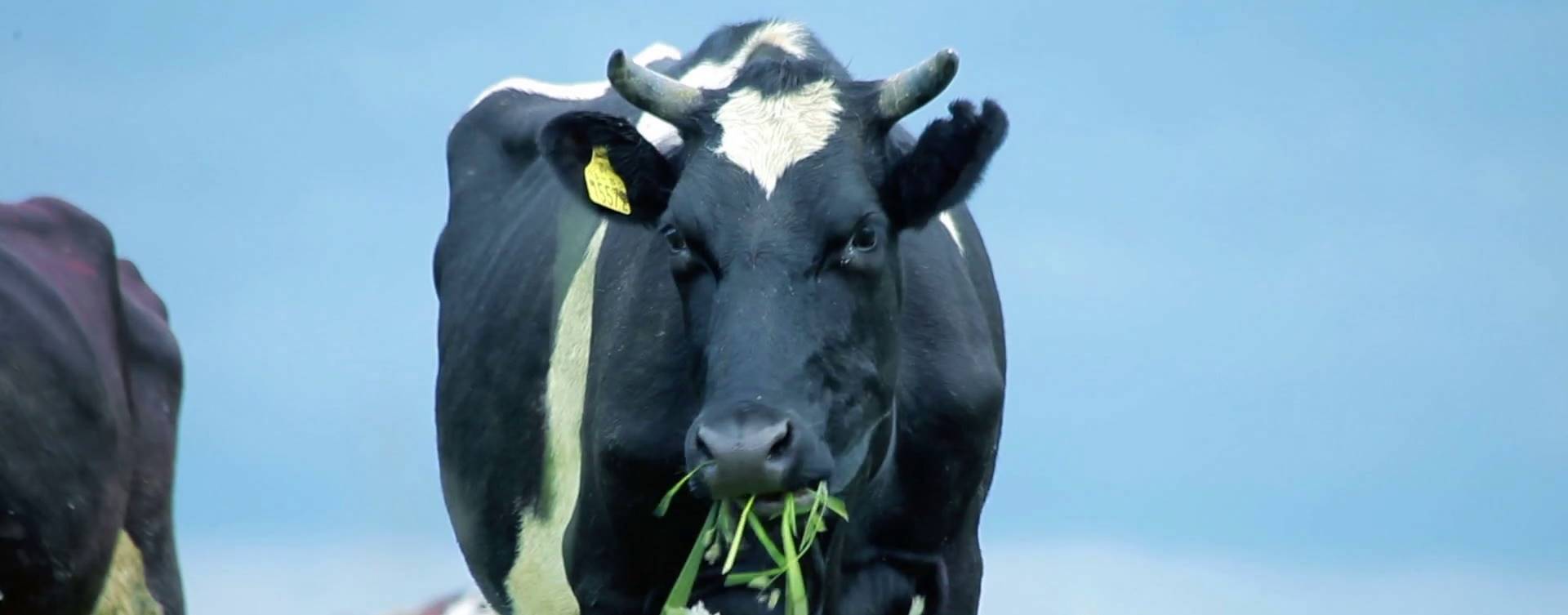 EUA: pesquisadores estudam impacto ambiental positivo de vacas leiteiras
