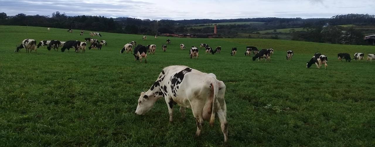 Especial Região Sul, Granja Bach: exemplo de produção eficiente e consciente