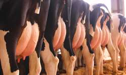 Como ocorre o balanço energético negativo em vacas leiteiras