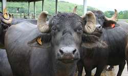 Produção de leite de búfalas é difundida por pesquisadores da SAA na Caravana Família Nação Agro