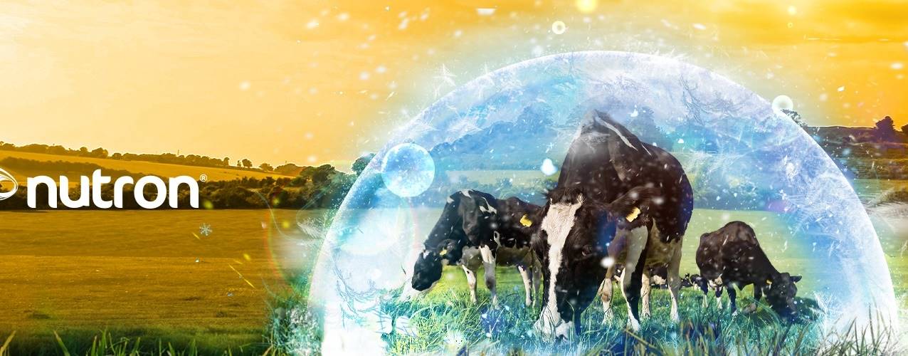 Queda de fertilidade durante o verão em vacas de leite: o efeito da produção de leite!