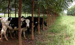 Como melhorar o conforto térmico das vacas leiteiras com sistemas de ILPF