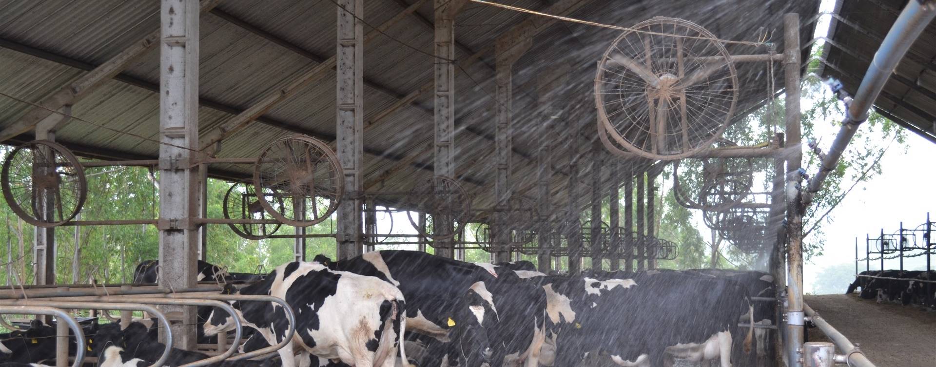 Águas residuais da produção leiteira podem virar adubo