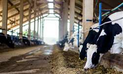 MG: custos elevados prejudicam produtores de leite