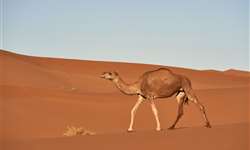 Curiosidades: leite de camelo ganha espaço apostando em benefícios à saúde e até chocolate gourmet