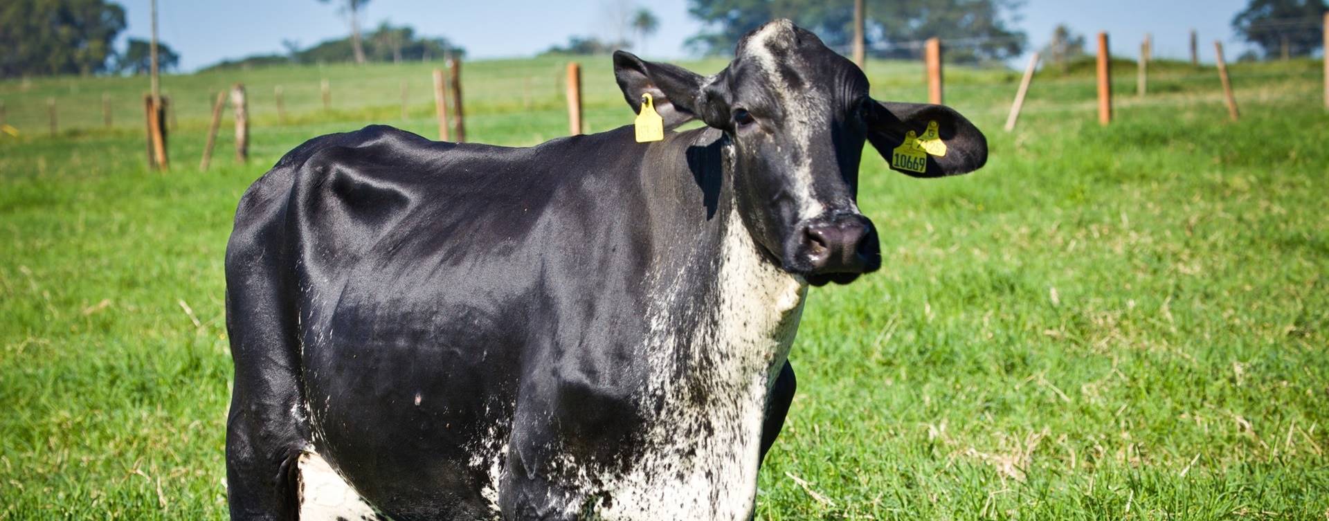 Nova diretoria da Associação de Girolando toma posse na última sexta-feira