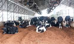 Implementação de sistema de resfriamento intensivo em uma fazenda de gado leiteiro no sul da Rússia