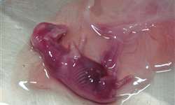 Perdas embrionárias em bovinos: principais causas e como evitar - Parte 2