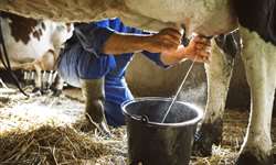 4 mitos sobre o manejo sanitário na produção de leite orgânico