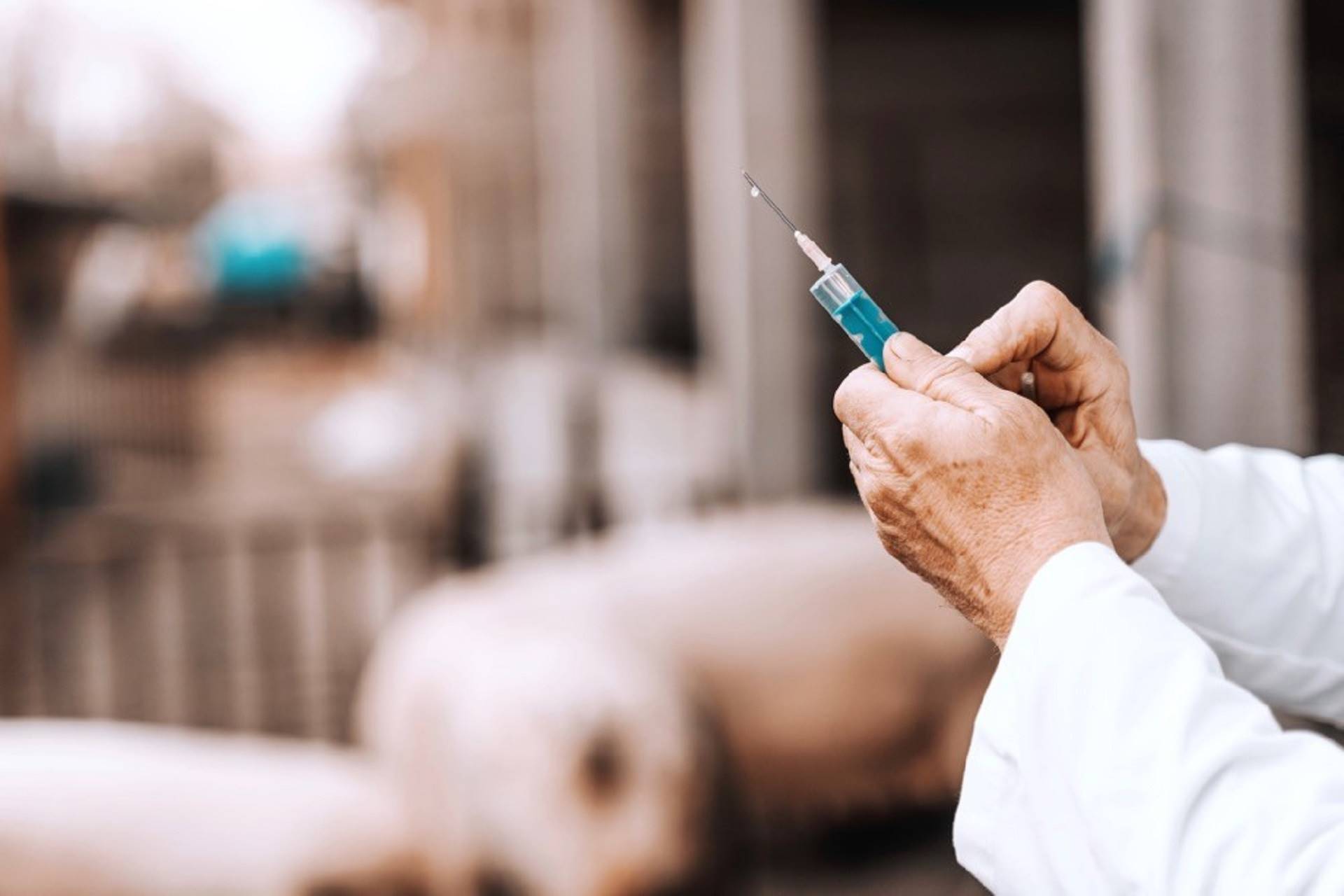 OIE: relatório de monitoramento do uso de antimicrobianos em animais é atualizado