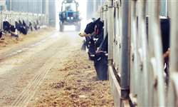 Número de fazendas leiteiras dos EUA caem quase 9% em relação ao ano anterior