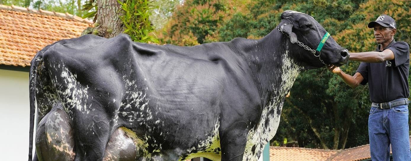 Vaca brasileira entra no livro dos recordes por produzir mais leite em um único dia