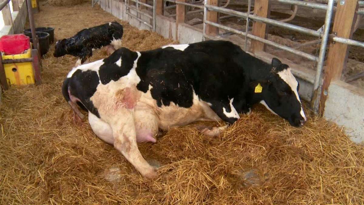 Послеродовой эндометрит КРС. Эндометрит крупного рогатого скота. Сколько человек корова