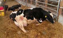 Doenças metabólicas em vacas: incidência e impactos econômicos