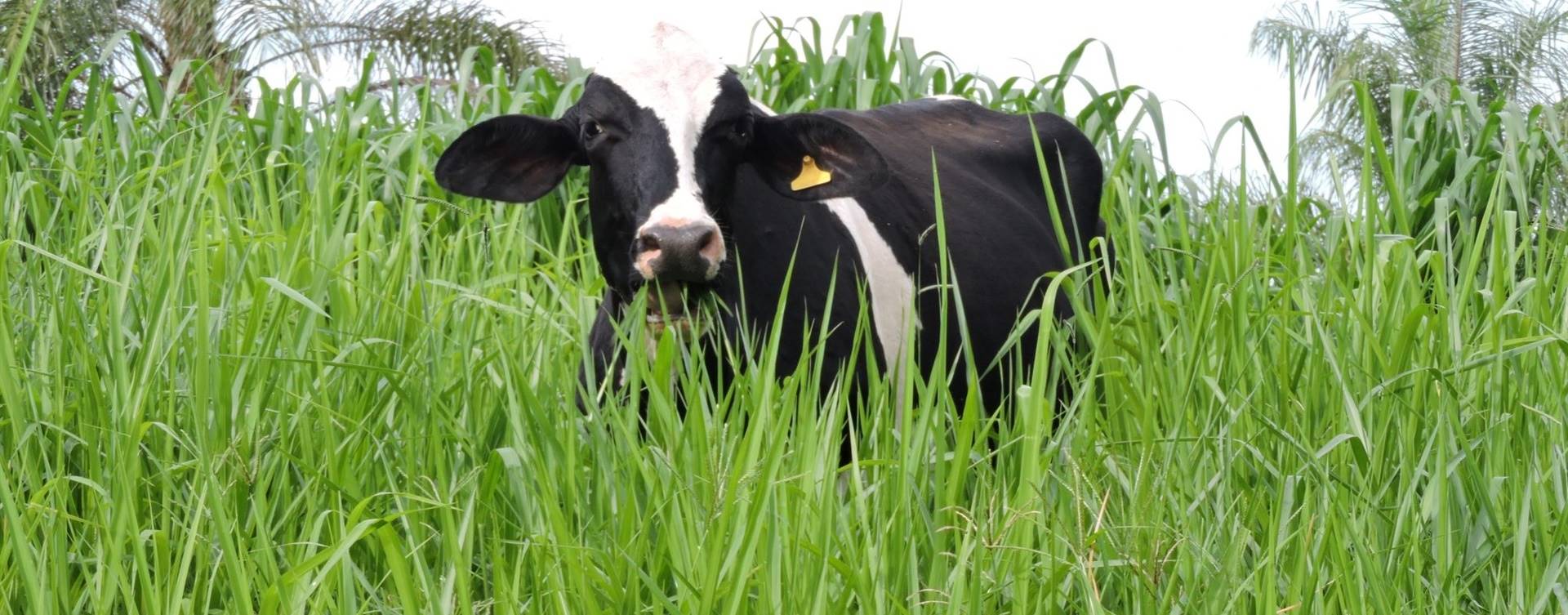 Para pecuarista do Brasil, baixa fertilidade do solo é maior desafio