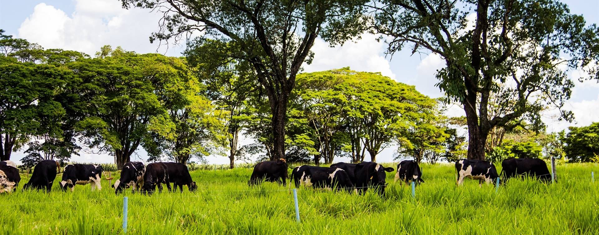 Vacas que pastejam na sombra produzem quatro vezes mais embriões