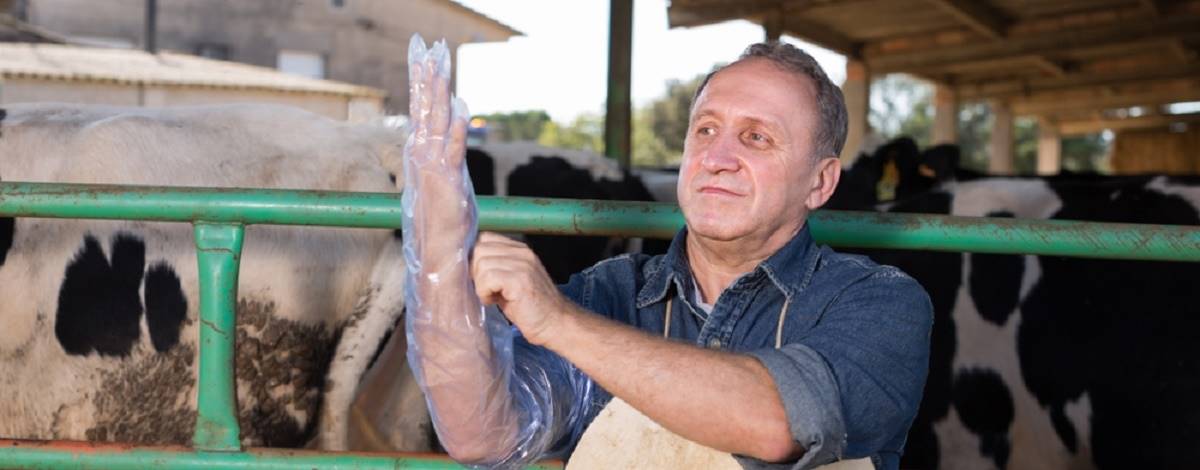Taxa de prenhez por IA e TE em vacas de leite de alta produção
