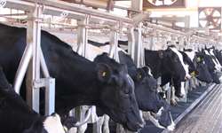 Vacas de alto rendimento podem atingir boa fertilidade sob condições de estresse térmico no verão