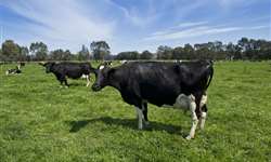Tripanosomose bovina provoca graves prejuízos impactando a produção de leite