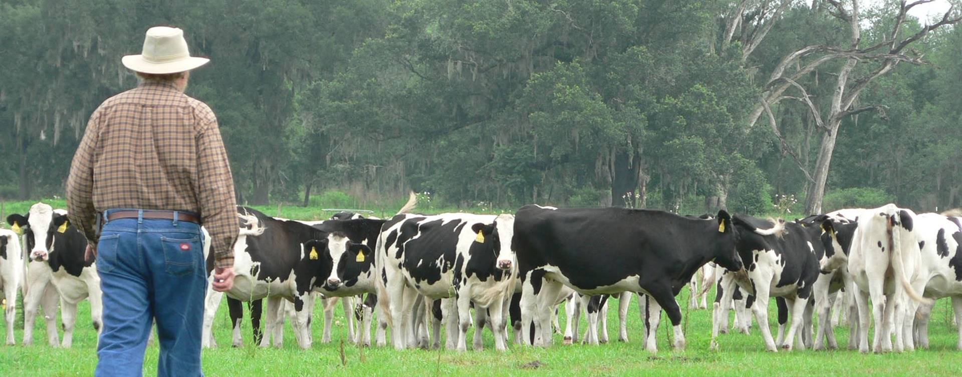 Coronavírus: Abraleite defende medidas de apoio aos produtores de leite