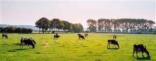 Avaliação econômica de propriedades leiteiras: uma visão prática do sistema