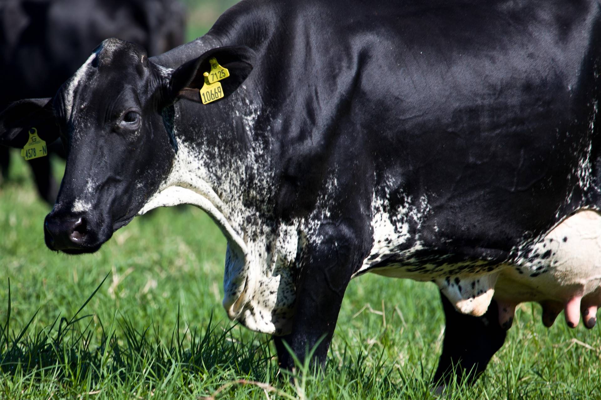 Vaca Girolando atinge marca rara de produção de leite na raça